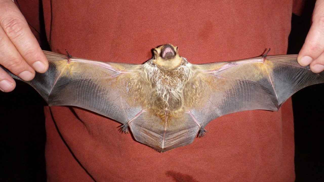 Hoary bat — Image Credit: Larisa Bishop-Boros - CC BY-SA 3.0/Wiki Commons