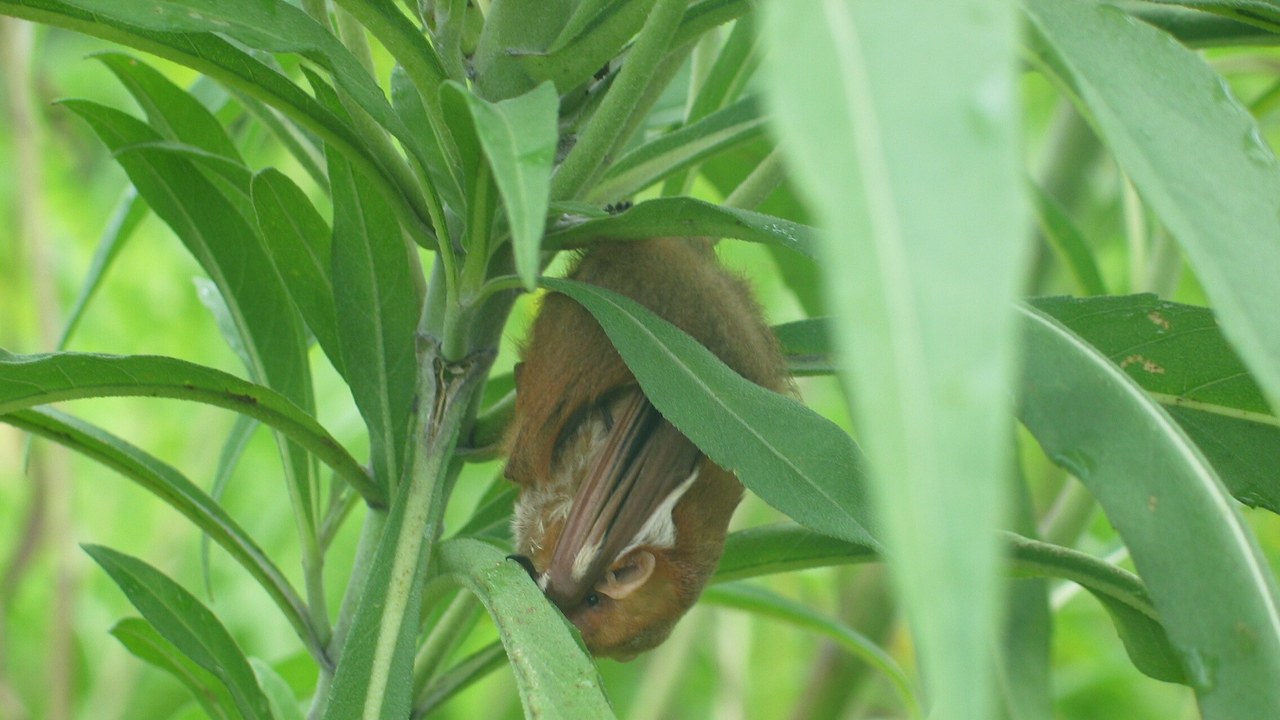 Eastern red bat — Image Credit: NPS photo - Public domain/Wiki Commons
