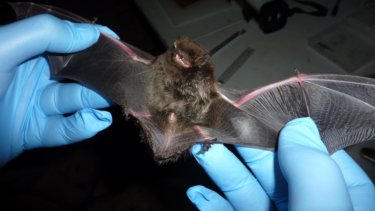 Silver-haired bat — Image Credit: Larisa Bishop-Boros - CC BY-SA 3.0/Wiki Commons