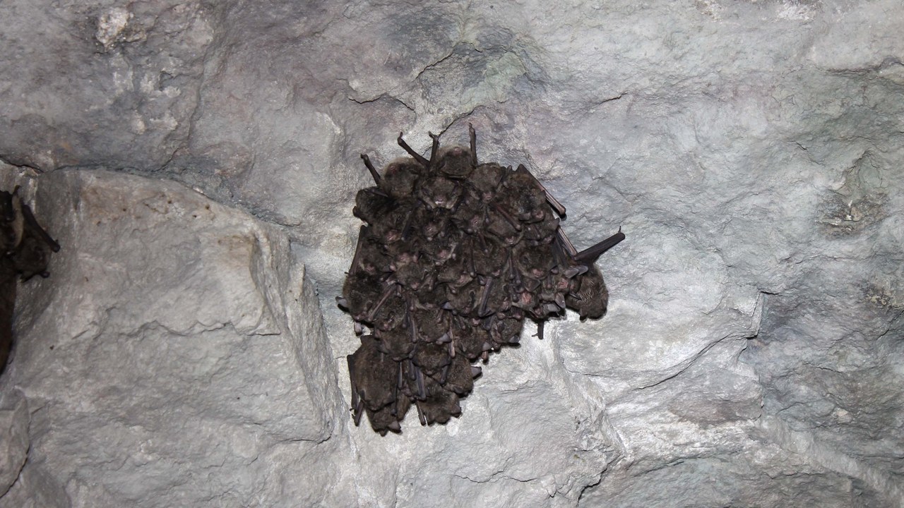 Indiana bat — Image Credit: USFWSmidwest - Public domain/Wiki Commons