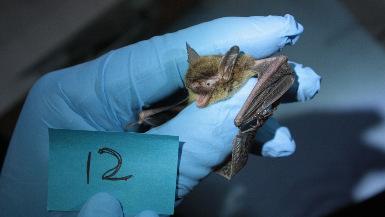 Northern long-eared bat — Image Credit: USFWS/Southeast - Public domain/Wiki Commons