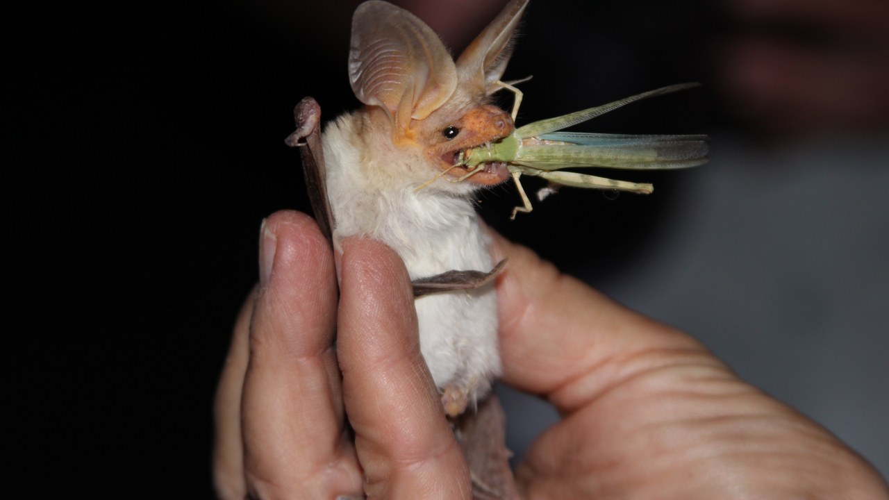 Pallid bat — Image Credit: blmcalifornia - Public domain/Wiki Commons