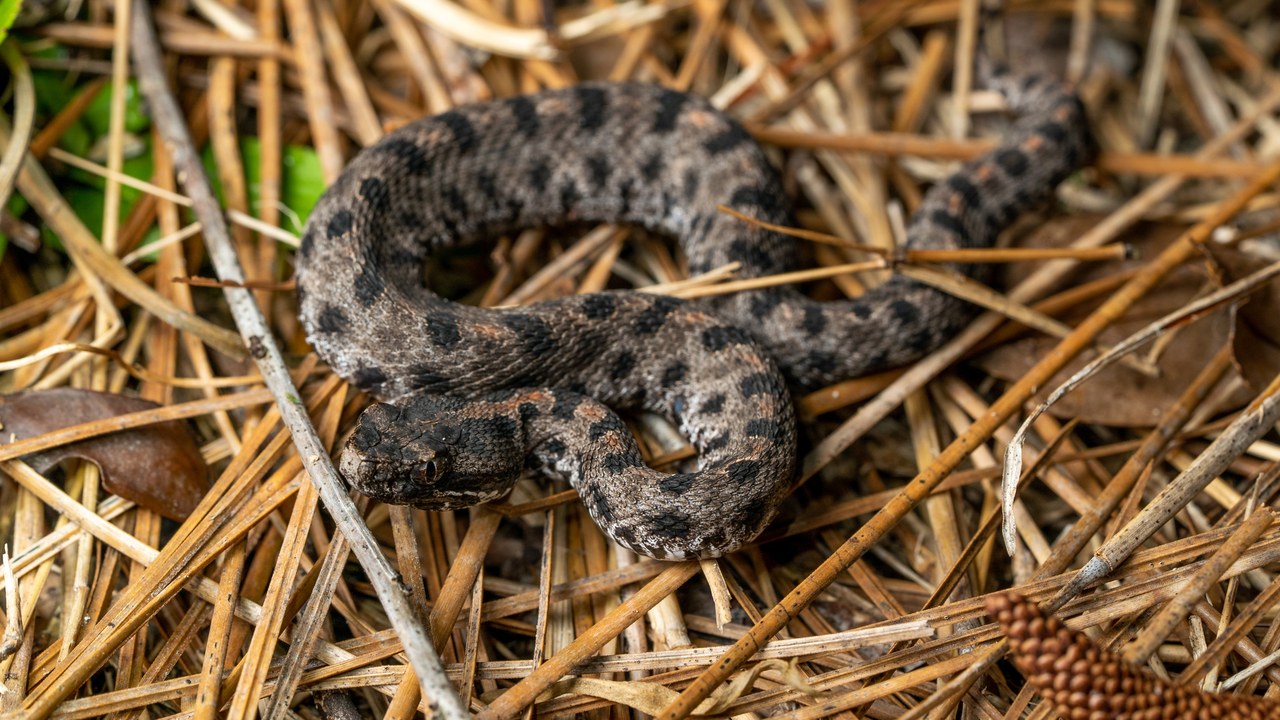 Pygmy rattlesnake — Image Credit: evangrimes - CC BY 4.0/Wiki Commons