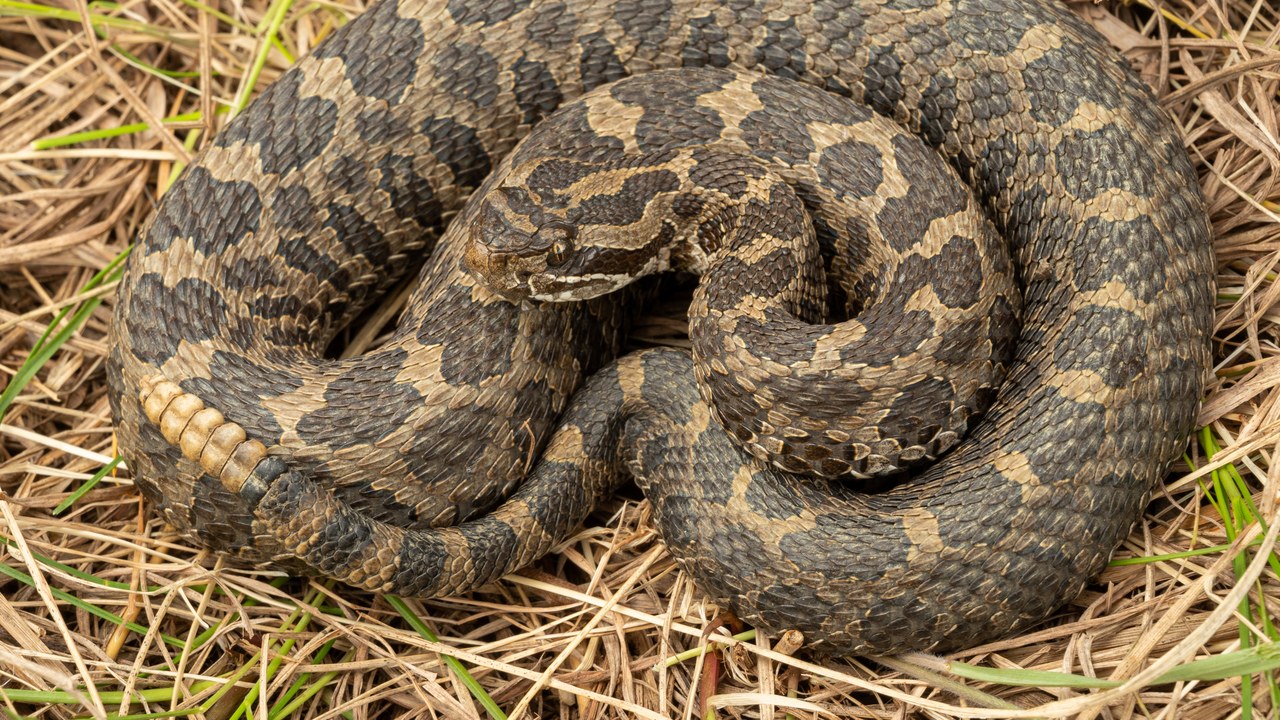 Eastern massasauga — Image Credit: Benjamin Genter - CC0/Wiki Commons