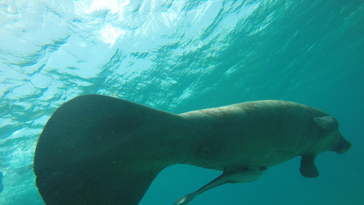 Florida manatee — Image Credit: Yiftach T - CC BY-SA 4.0/Wiki Commons