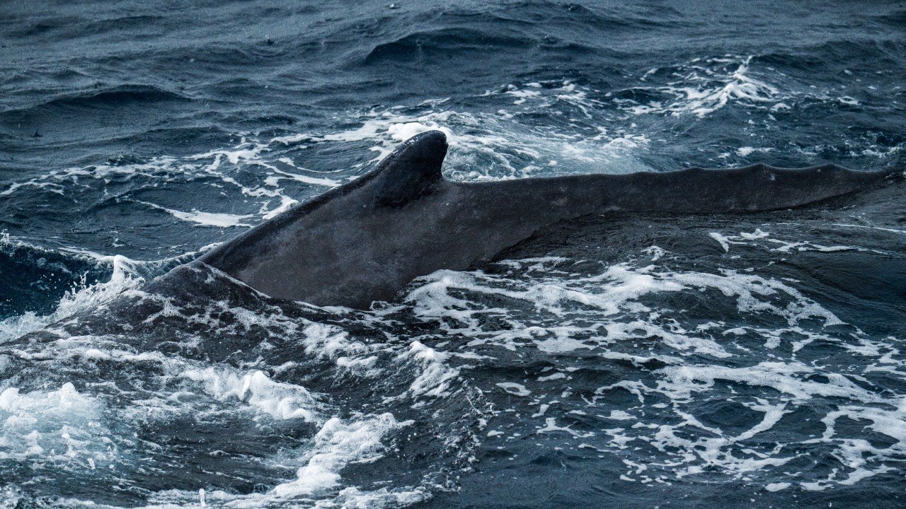 Fin whale — Image Credit: Guohua Song/Pexels/